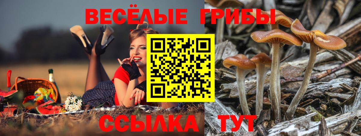 Ефремов  Галлюциногенные грибы GOLDEN TEACHER  Вход с VPN 